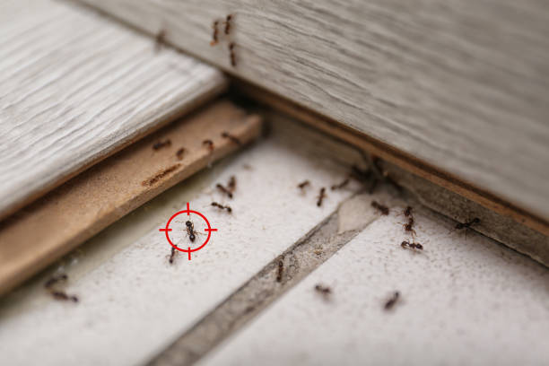 Best Termite Control Services  in Mason, OH