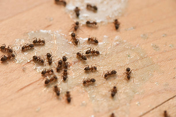 Mason, OH Pest Control Company