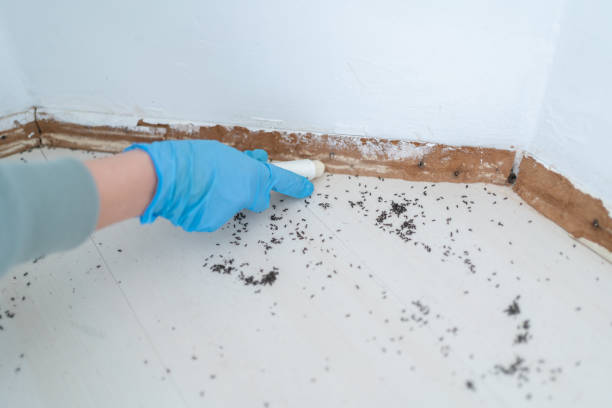 Best Insect Control  in Mason, OH